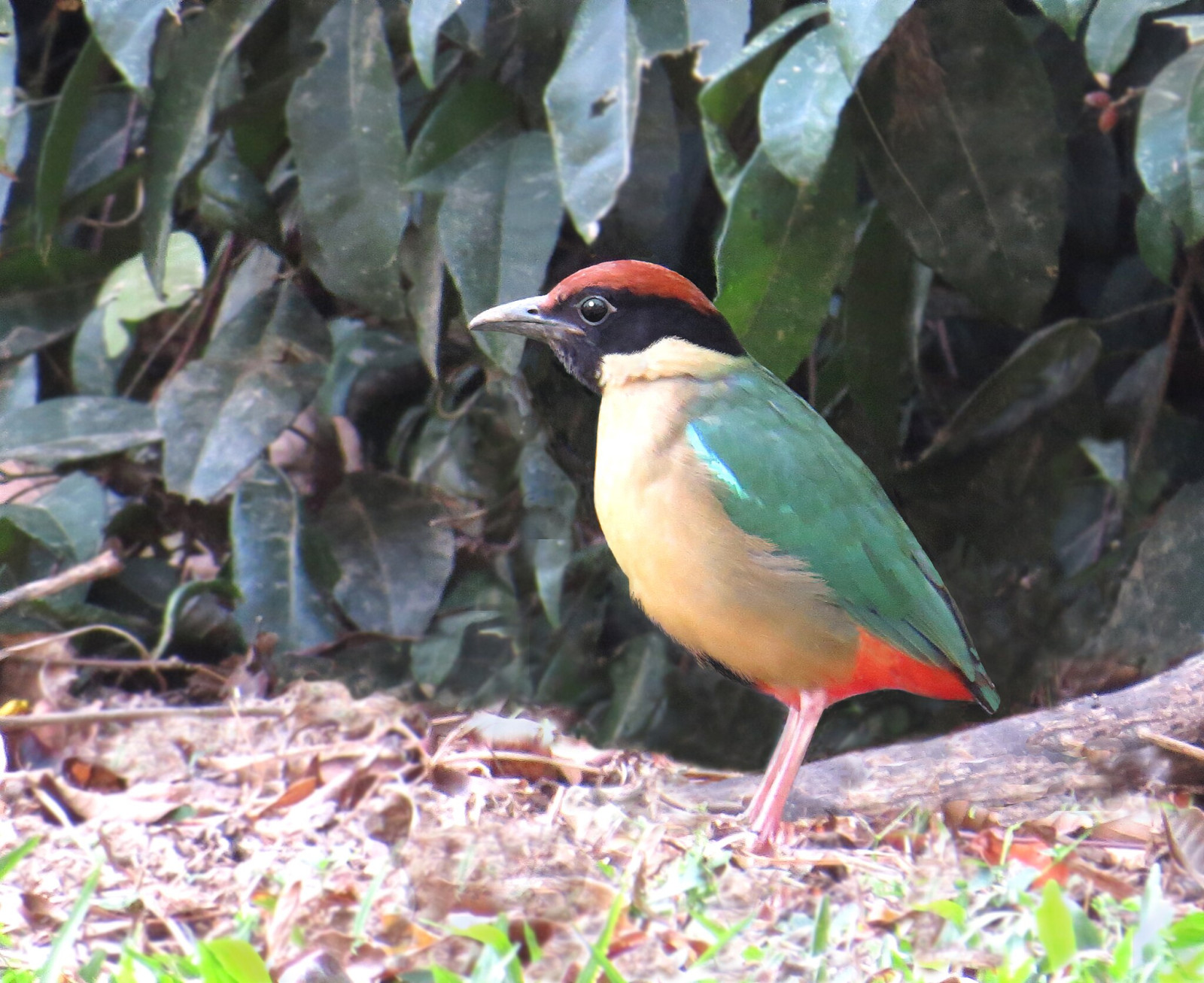 image Noisy Pitta
